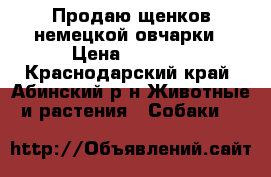 Продаю щенков немецкой овчарки › Цена ­ 4 000 - Краснодарский край, Абинский р-н Животные и растения » Собаки   
